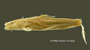Microglanis poecilus FMNH 46365 holo lat